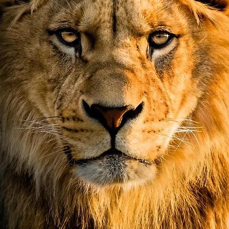 Lions Den - Zoo Accommodation Честер Екстер'єр фото