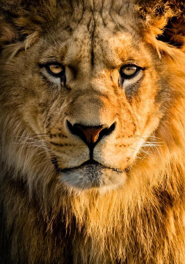 Lions Den - Zoo Accommodation Честер Екстер'єр фото
